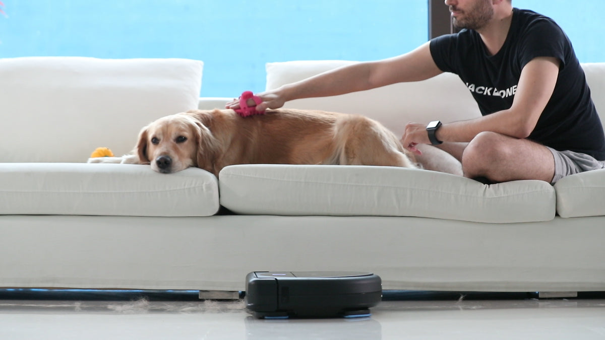 LEGEE-688 cleaning near a dog on the sofa